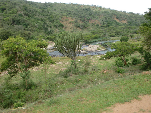 Large Succulent in the river bed.